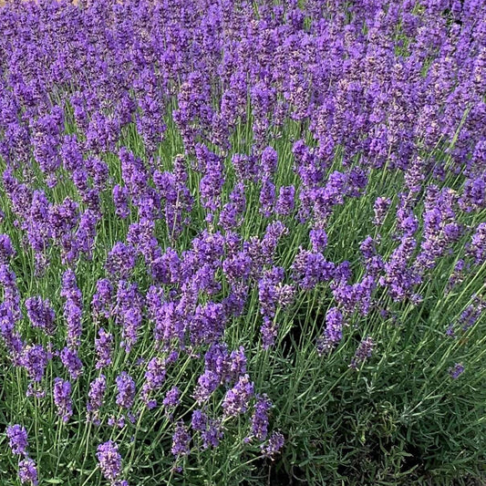 LAVANDULA angustifolia Hidcote Blue English Lavender