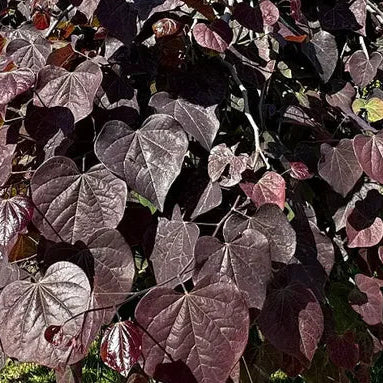 CERCIS canadensis Forest Pansy Redbud Tree