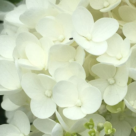 HYDRANGEA paniculata Grandiflora Panicle Hydrangea