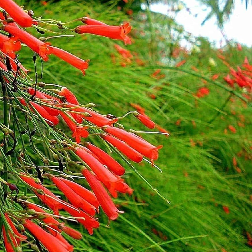 RUSSELIA equisetiformis Coral Fountain Firecracker Plant