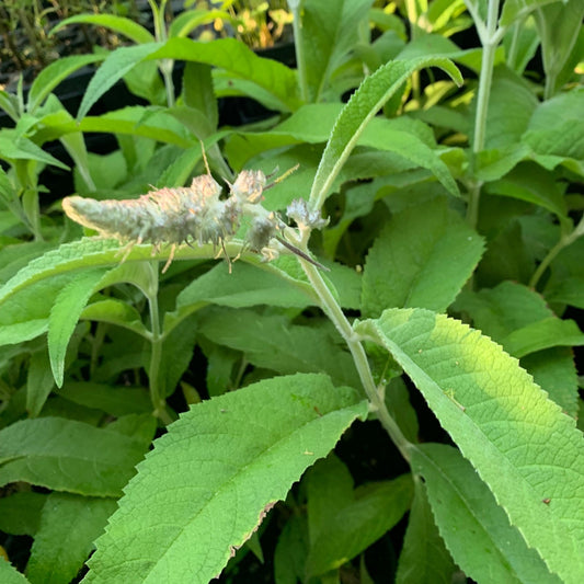 BUDDLEIA yuanensis Giant Wooly Butterfly Bush
