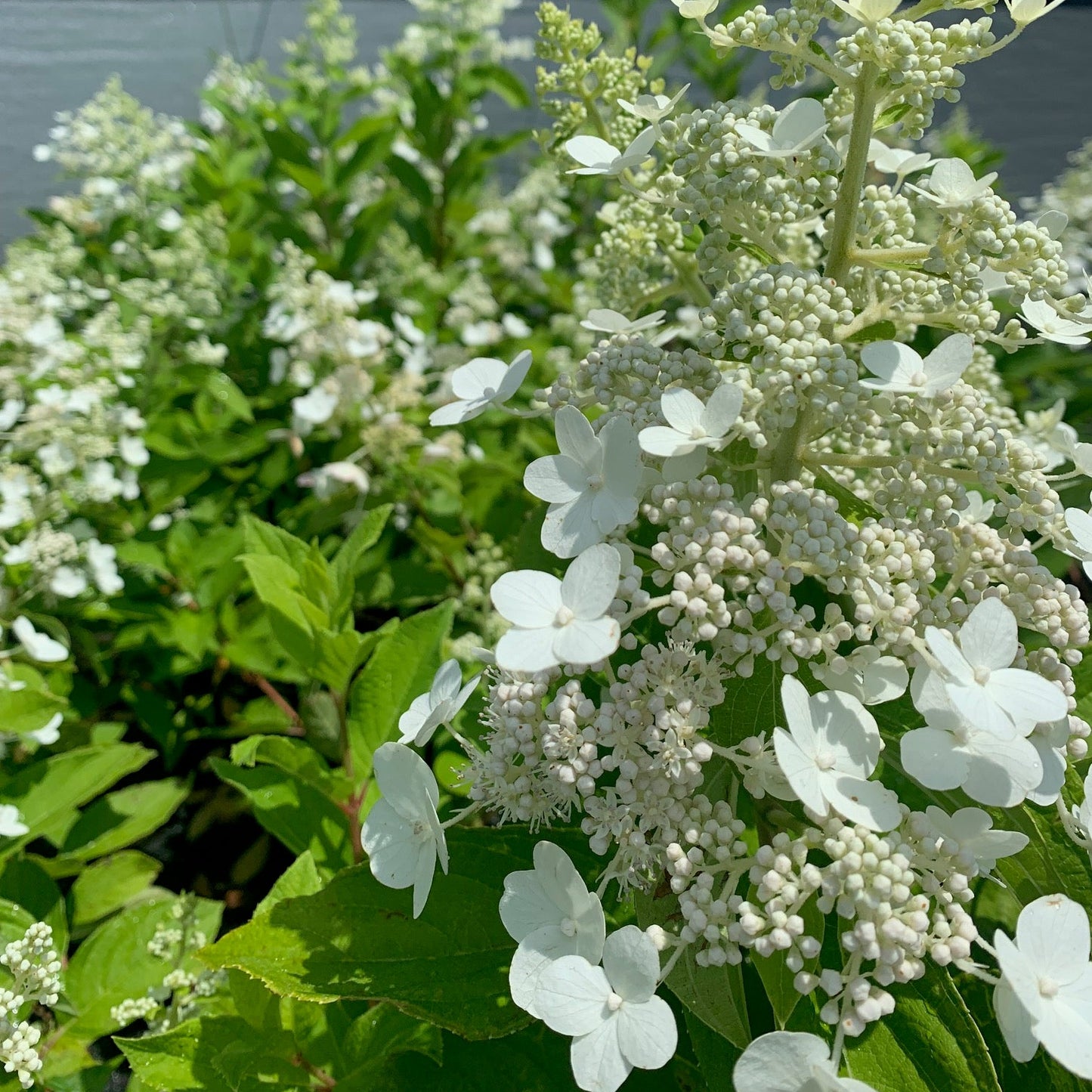 HYDRANGEA paniculata Seville Lace Panicle Hydrangea
