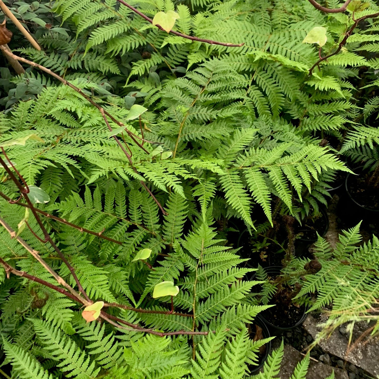 CYATHEA cooperi Australian Tree Fern