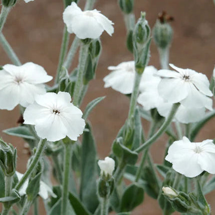 LYCHNIS coronaria Alba Rose Campion (White)