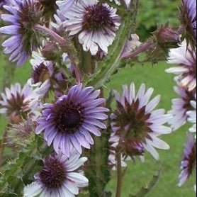 BERKHEYA purpurea Zulu Warrior South African Thistle
