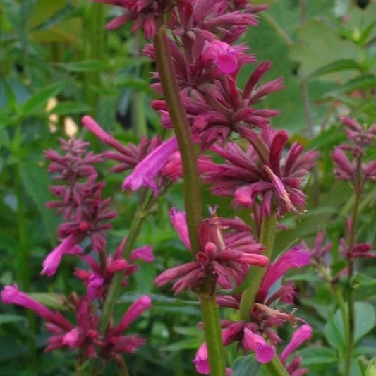AGASTACHE mexicana Sangria Hummingbird Mint