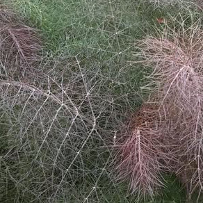FOENICULUM vulgare Smokey Bronze Fennel