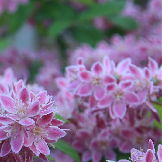 DEUTZIA hybrid Pink Minor Deutzia