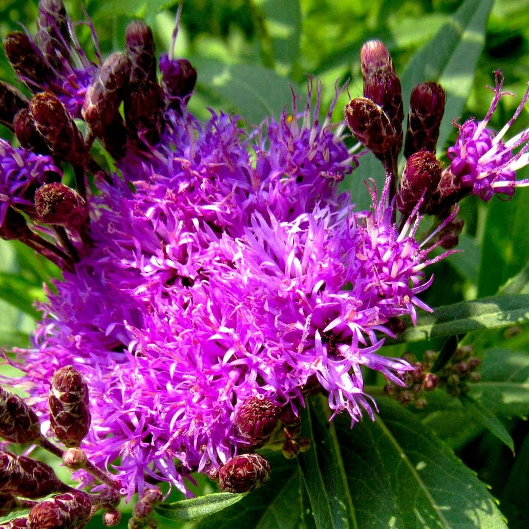 VERNONIA fasciculata Prairie Ironweed