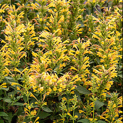 AGASTACHE hybrid Kudos Yellow Hummingbird Mint