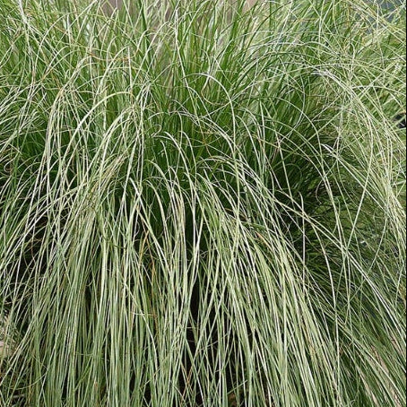 CAREX comans Amazon Mist (Leatherleaf) Sedge
