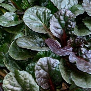 AJUGA reptans Black Scallop Bugleweed