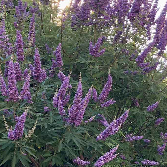 VITEX agnus castus Blue Flowered Chaste Tree