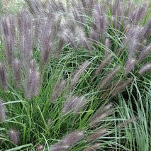 PENNISETUM  alopecuroides var. viridescens Black Fountain Grass
