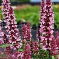 AGASTACHE rugosa Beelicious Pink Hummingbird Mint