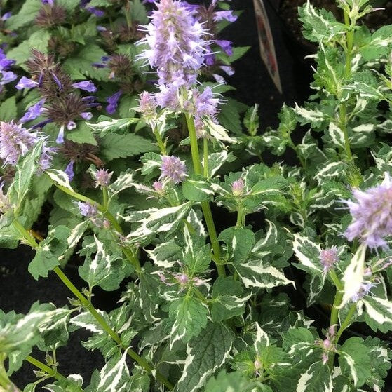 AGASTACHE Variegated Crazy Blue Fortune Hummingbird Mint