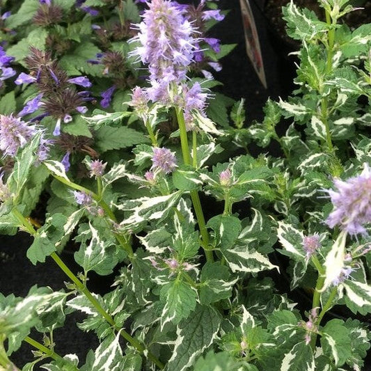 AGASTACHE Variegated Crazy Blue Fortune Hummingbird Mint
