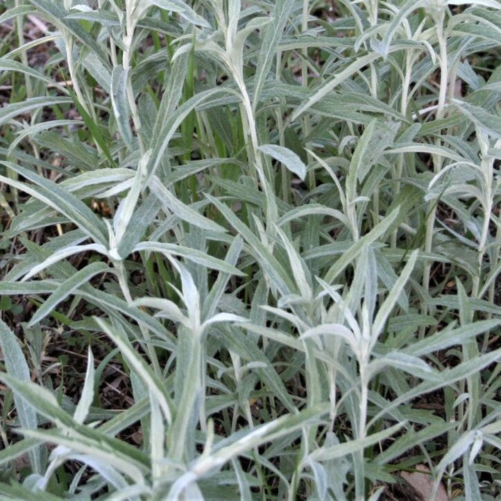 ARTEMESIA ludvociana Prairie Sage
