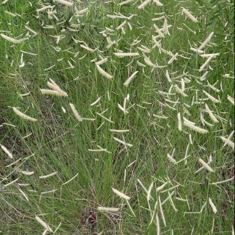 BOUTEOULA gracilis Blue Grama