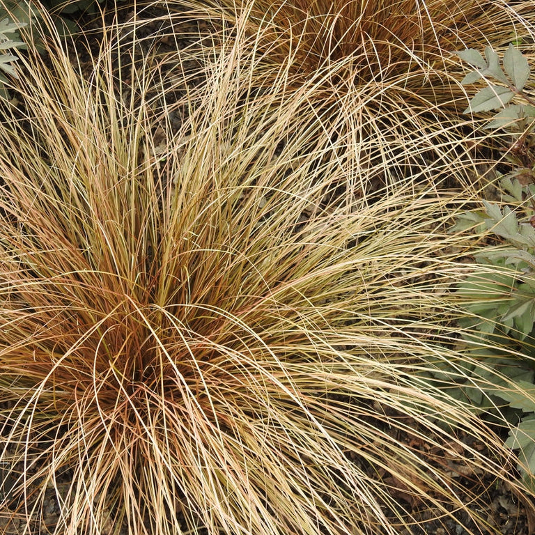 CAREX flagellifera Toffee Twist Sedge