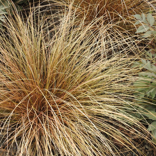 CAREX flagellifera Toffee Twist Sedge