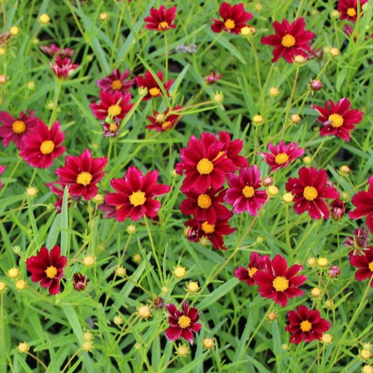 COREOPSIS hybrid Mercury Rising Tickseed