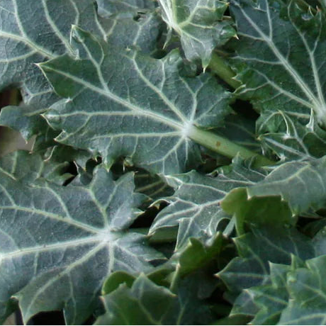 ERINGYUM varifolium Miss Marble Sea Holly