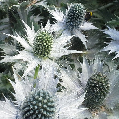 ERYNGIUM giganteum Miss Wilmot's Ghost Sea Holly
