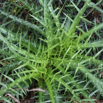 ERINGYUM venustum Mexican Sea Holly