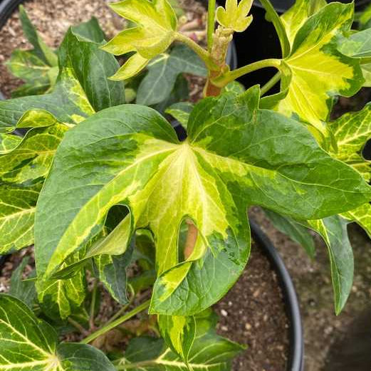 FATSHEDEA hybrid Annemieke Variegated Aralia Tree Ivy