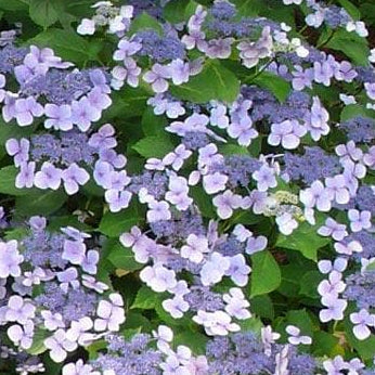 HYDRANGEA macrophylla Blue Wave Big Leaf Lacecap Hydrangea