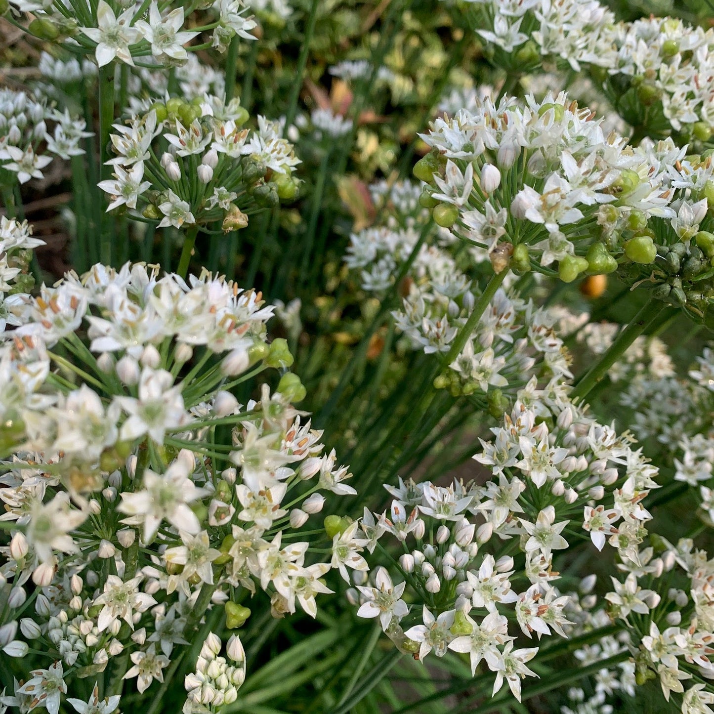 ALLIUM tuberosum Garlic Chives