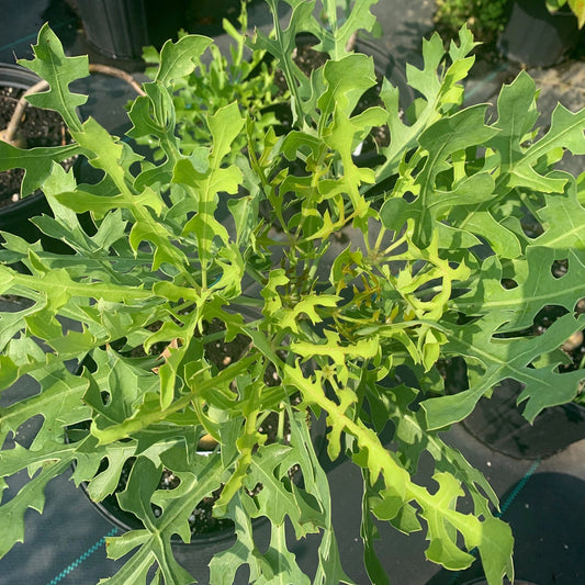 CUSSONIA paniculata African Cabbage Tree
