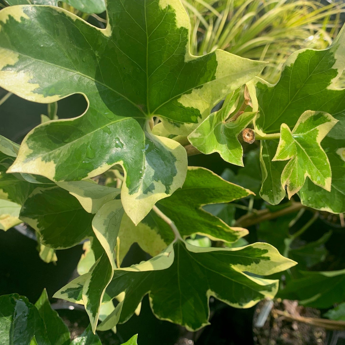 FATSHEDERA hybrid Angyo Star Variegated Aralia Tree Ivy