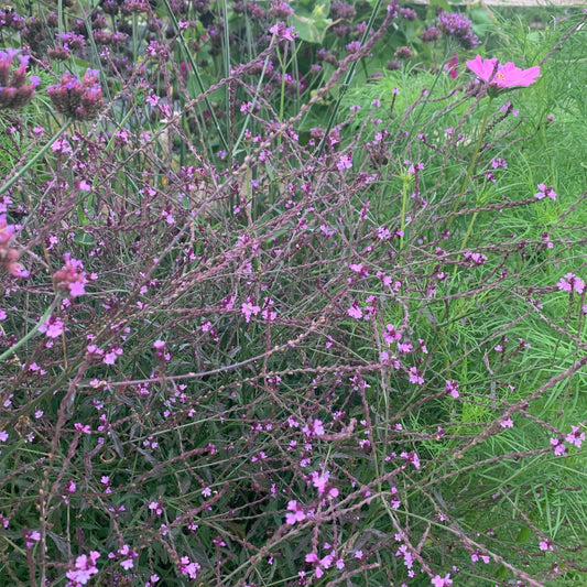 VERBENA officinalis Bampton Vervain