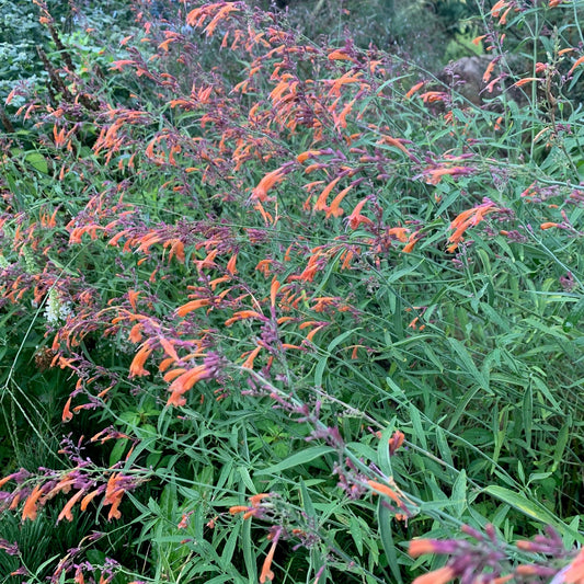 AGASTACHE aurantiaca Apricot Sprite Hummingbird Mint