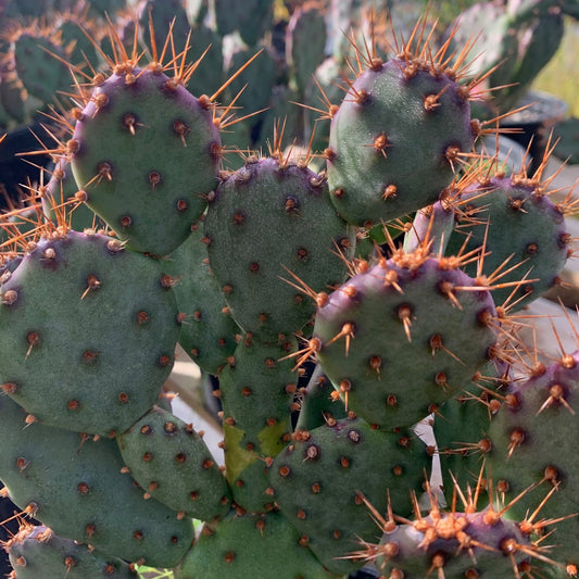 OPUNTIA violacea var. santa-rita Purple Prickly Pear