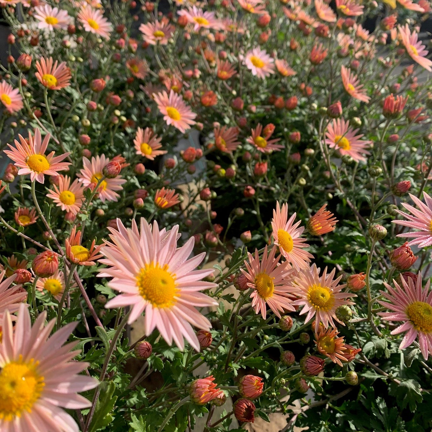 CHRYSANTHEMUM hybrid Hillside Sheffield Pink Daisy Mum