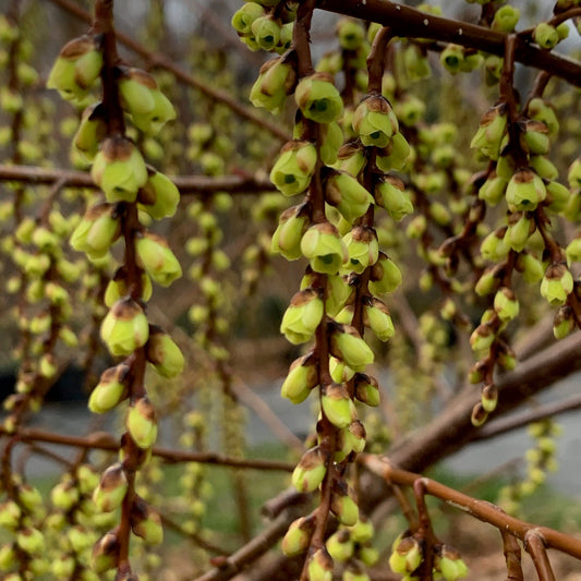 STACHYURUS praecox var. Variegated Catkin Tree