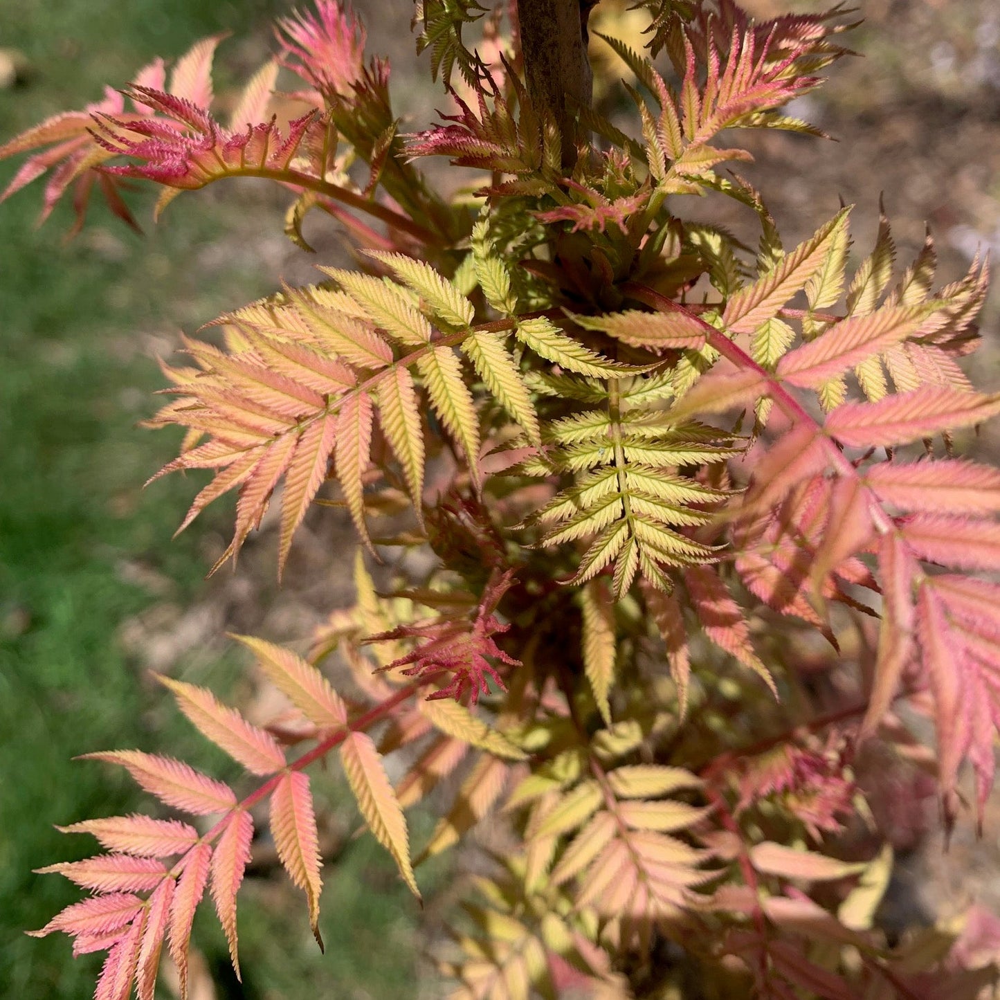 SORBARIA sorbifolia Sem Urual False Spirea