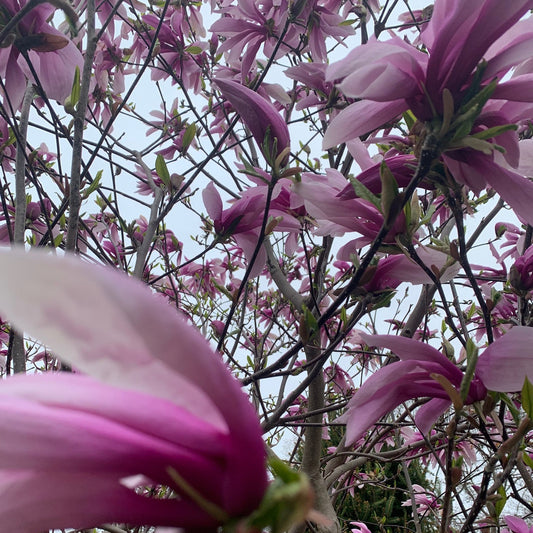 MAGNOLIA hybrid Jane Magnolia Tree