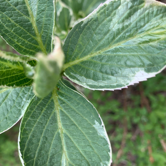 HYDRANGEA macrophylla Mariesii Variegated Lacecap Hydrangea