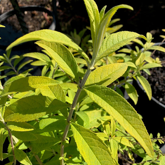 BUDDLEIA davidii Evil Ways Butterfly Bush