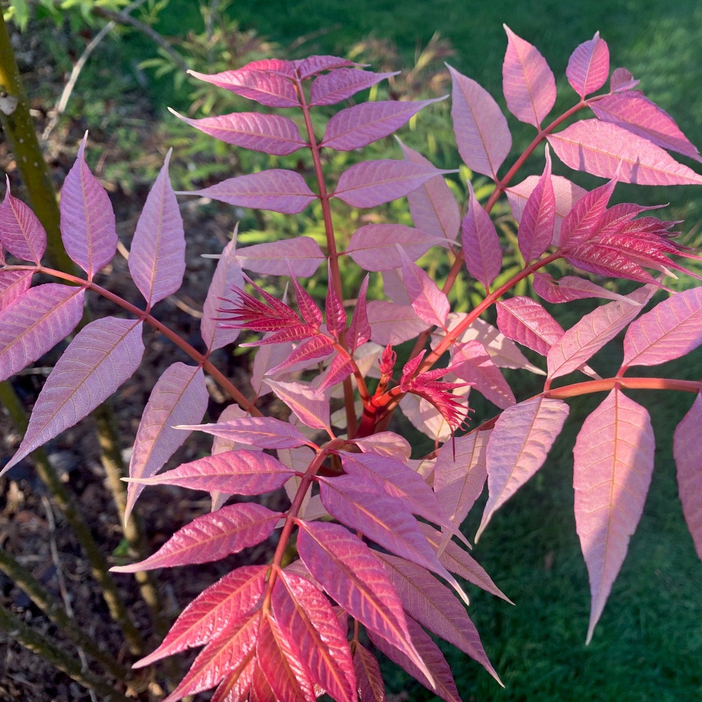 TOONA sinensis Flamingo Chinese Mahogany