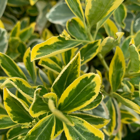 EUONYMUS japonicus aureo-marginatus Golden Euonymus