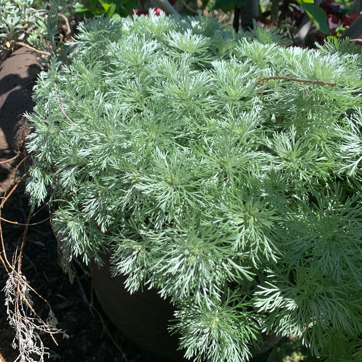ARTEMESIA schmidtiana Silver Mound Wormwood
