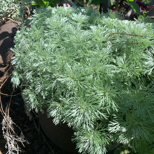 ARTEMESIA schmidtiana Silver Mound Wormwood