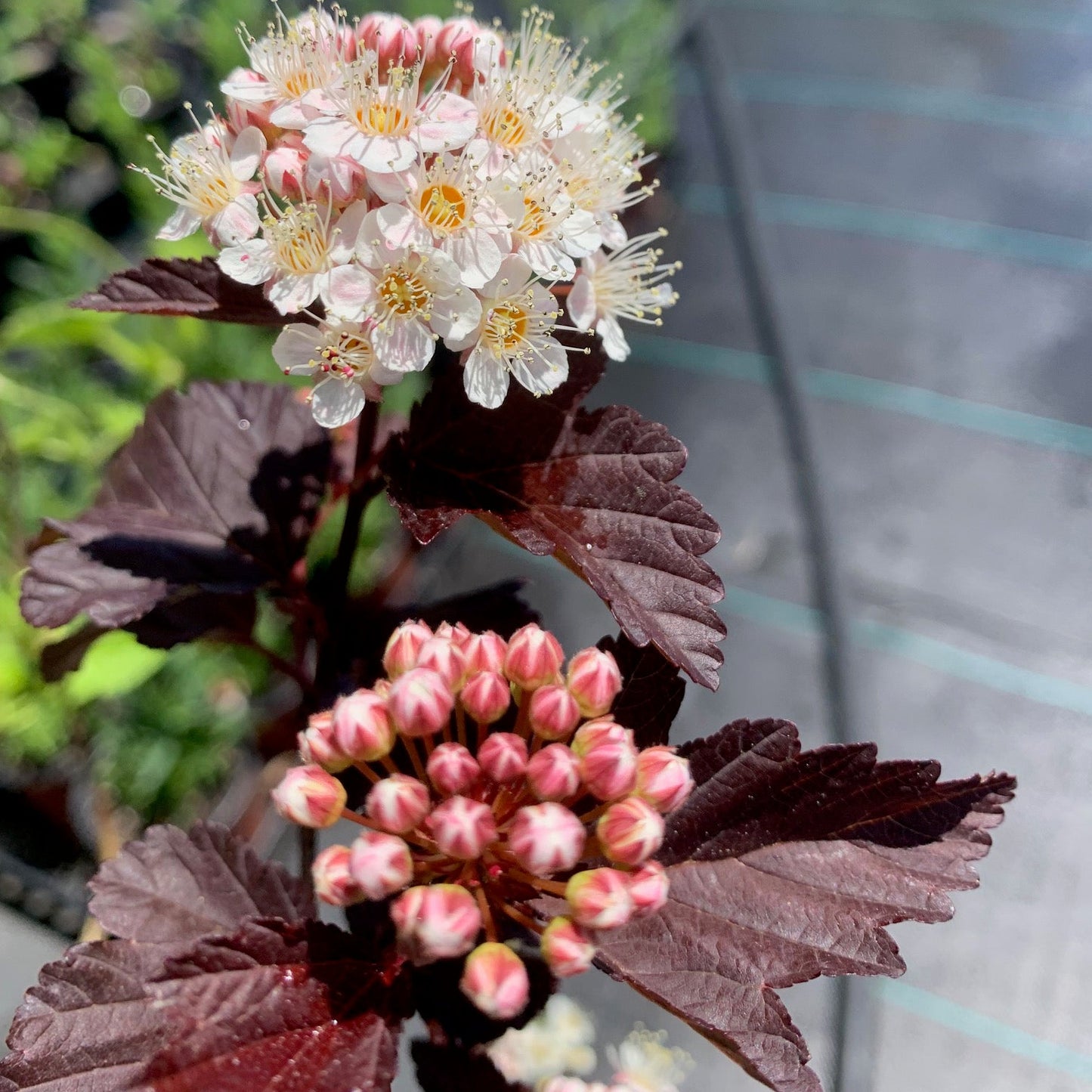PHYSOCARPUS opulifolius Black Leaf Ninebark
