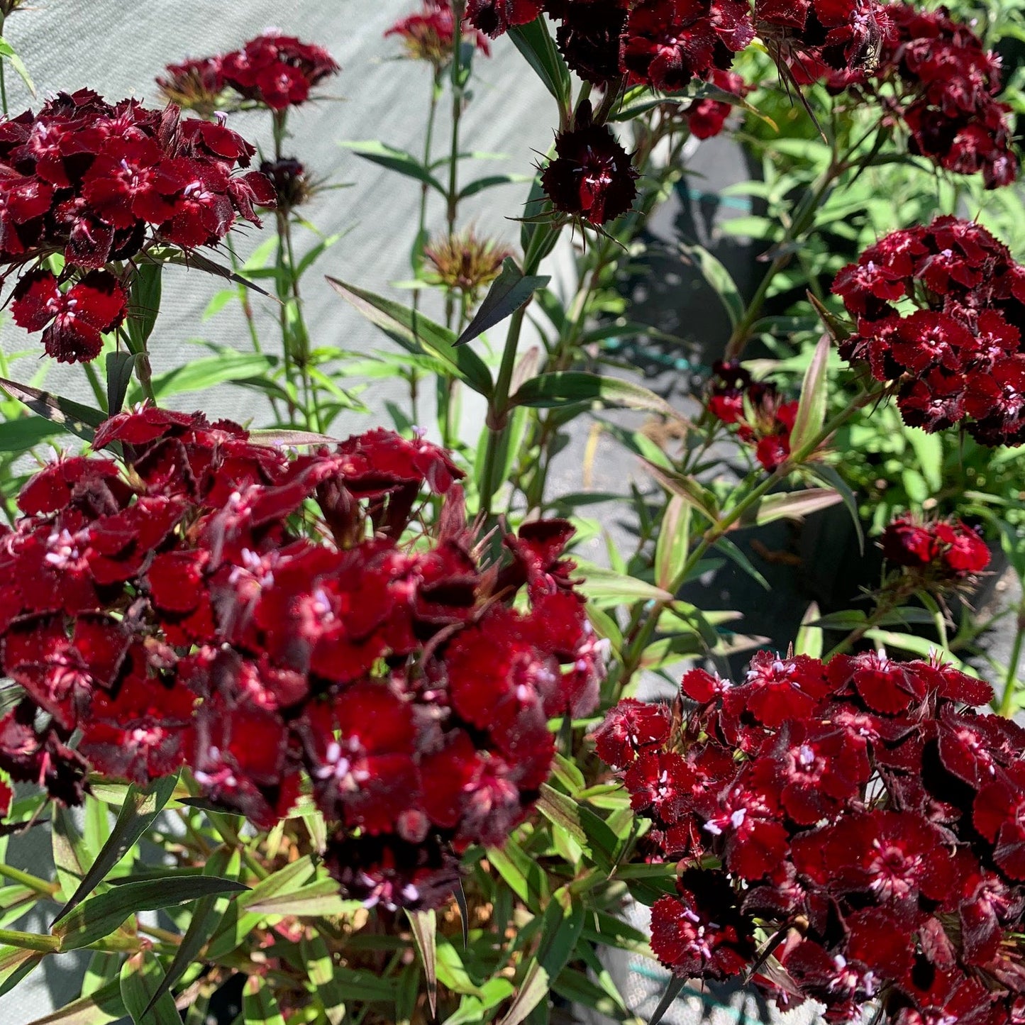 DIANTHUS barbatus nigrescens Sooty Chocolate Sweet William