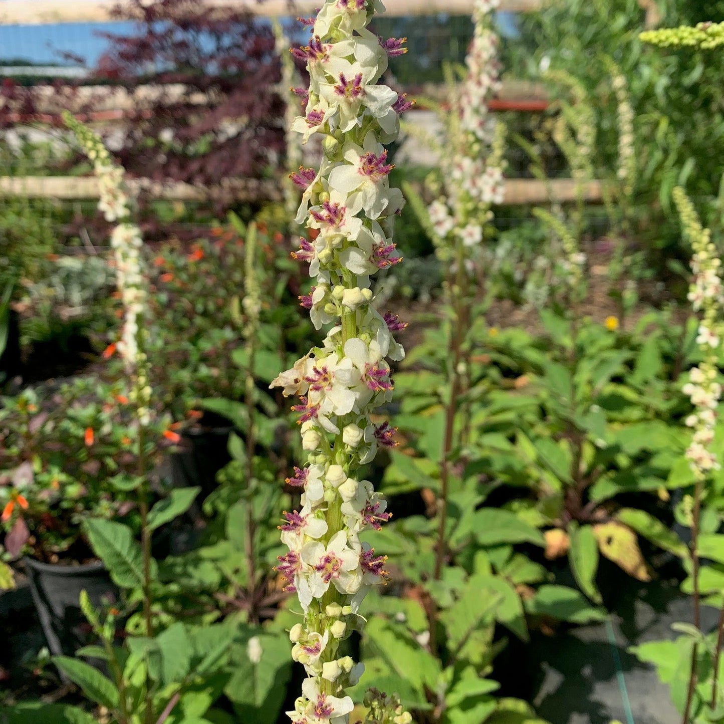 VERBASCUM chaixii Wedding Candles Mullein